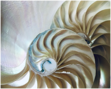 NautalisShell.png