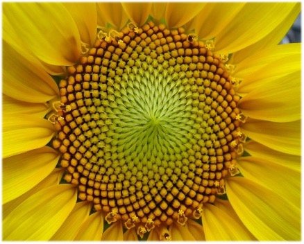 sunflower.jpg